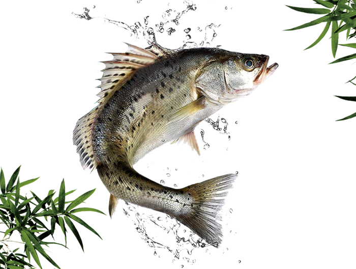 最近吃海鲈魚很劃算